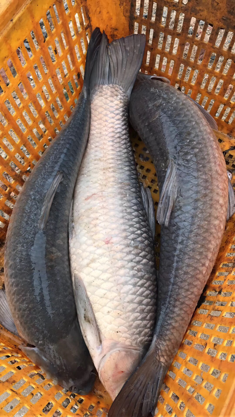 青鱼