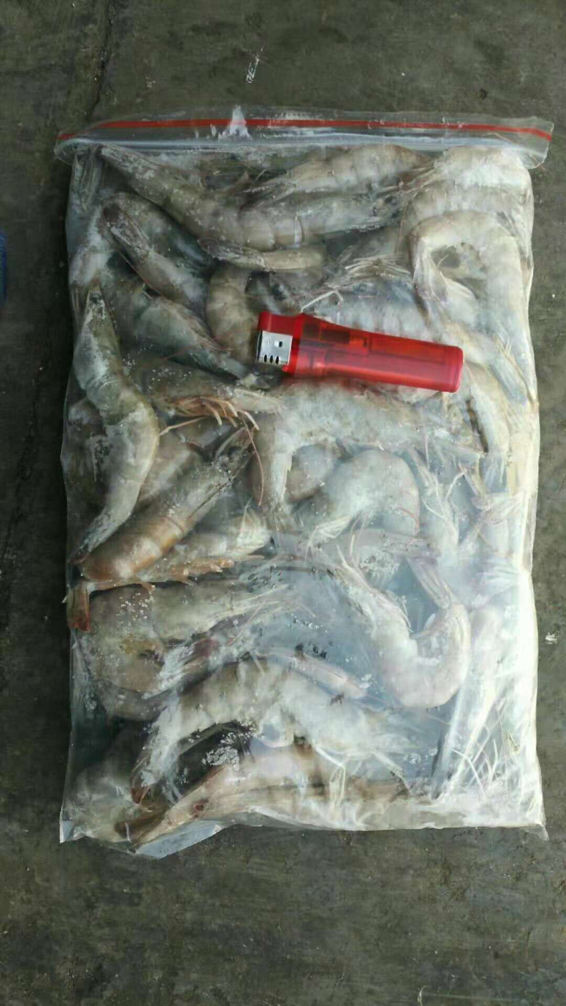 活冻南美白对虾