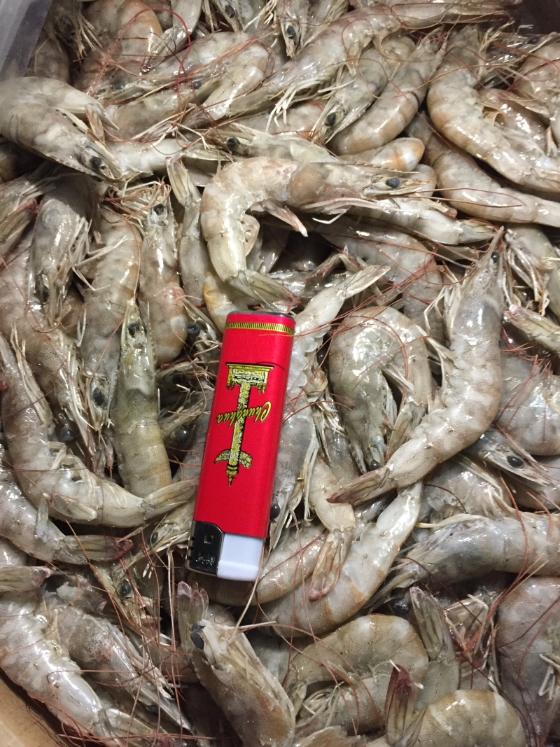 活冻南美白对虾