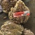 中华大蟾蜍作种
