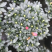 小桃红杜鹃花