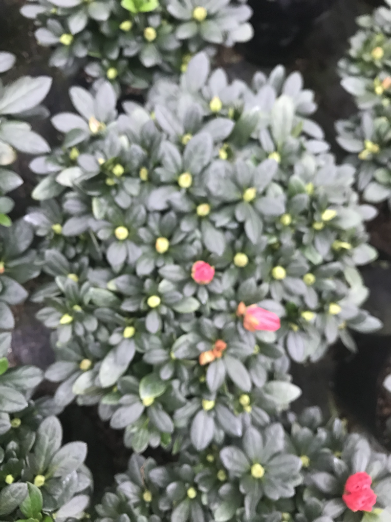 小桃红杜鹃花