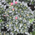小桃红杜鹃花