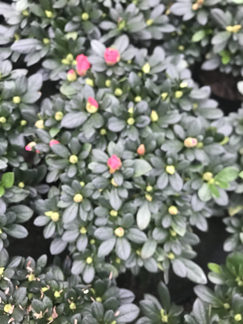 小桃红杜鹃花