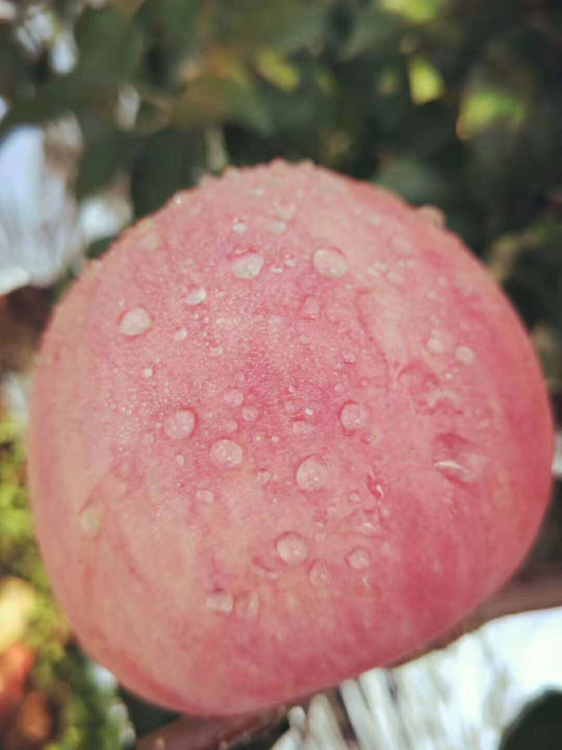 寒富苹果大量上市