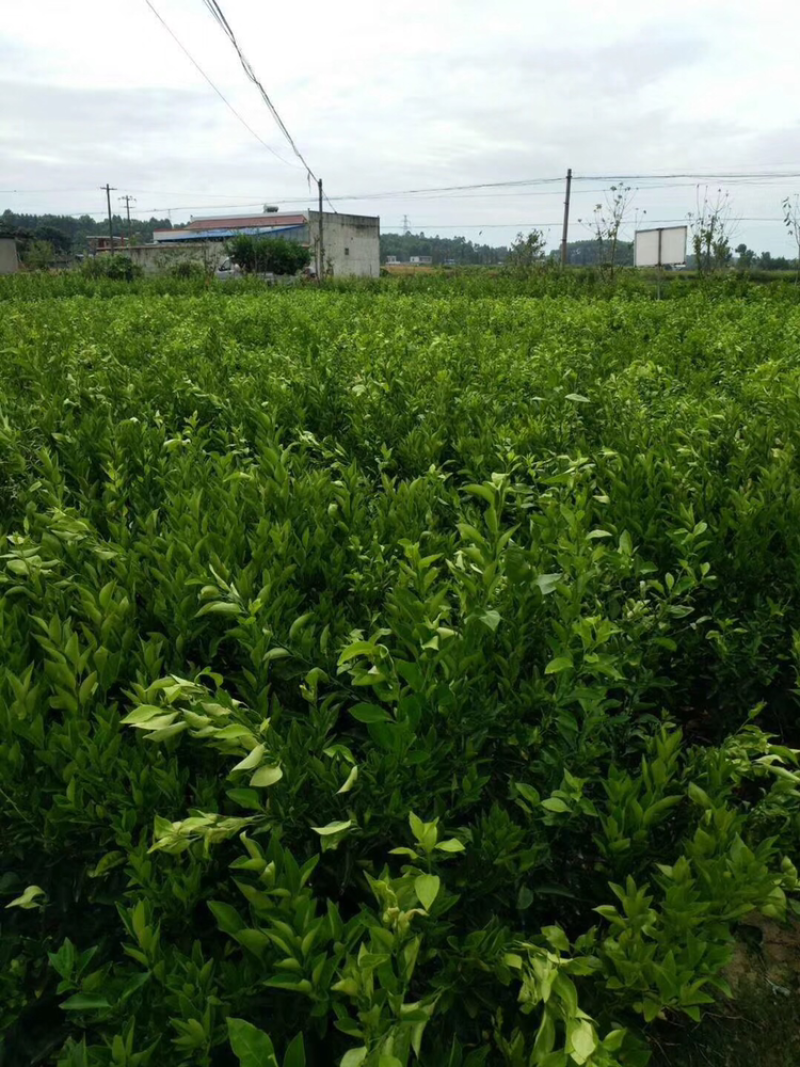 沃柑苗，精品沃柑苗品质保证，免费提供技术支持