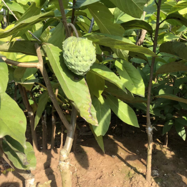 大量供应释迦苗和释迦果
