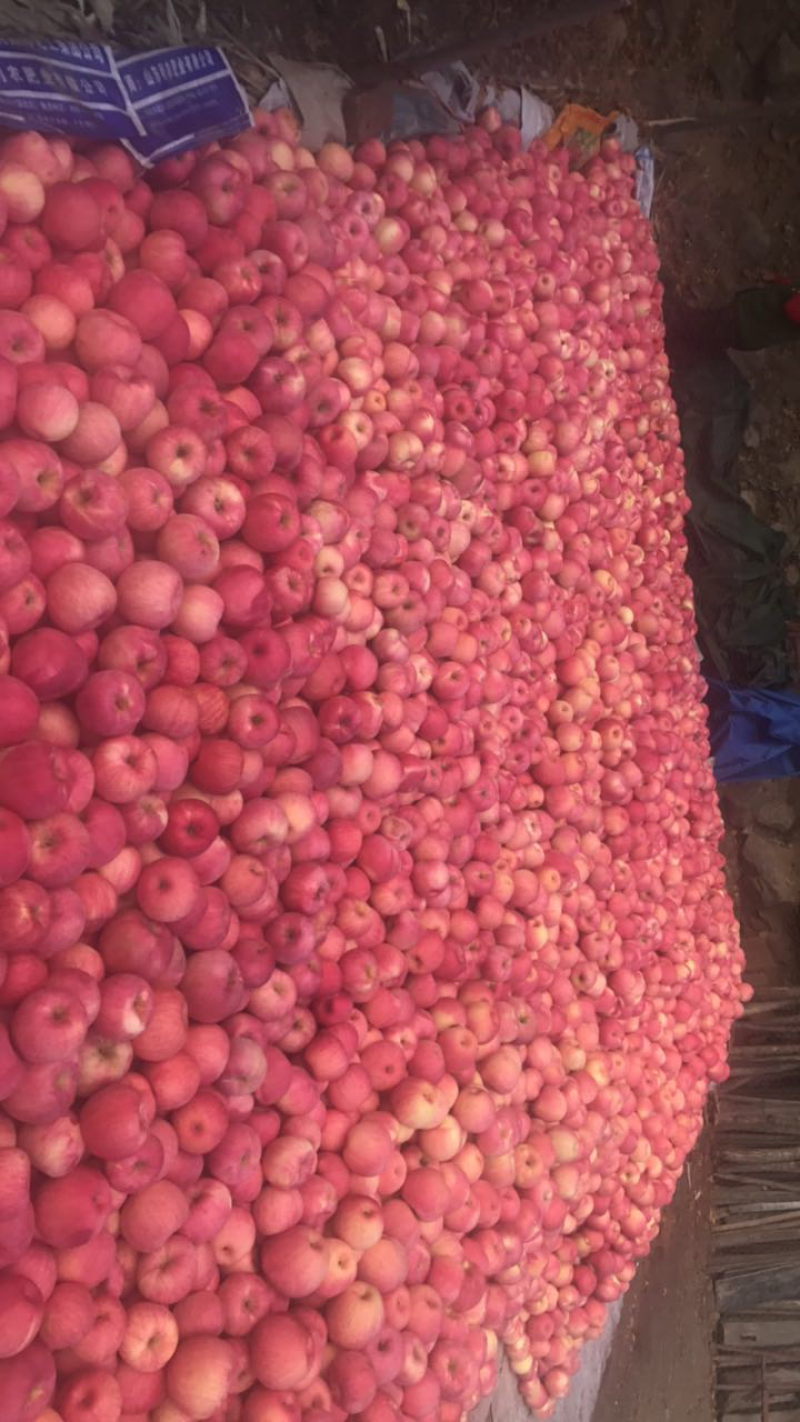 精品寒富大量现货