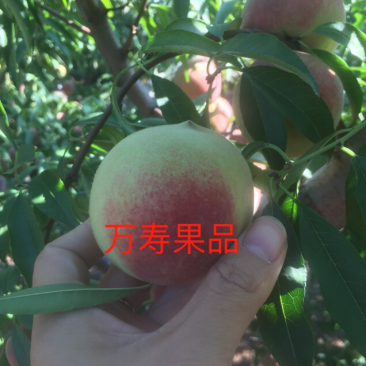 冬桃青州蜜桃，冬雪蜜桃，批发零售，支持一件代发