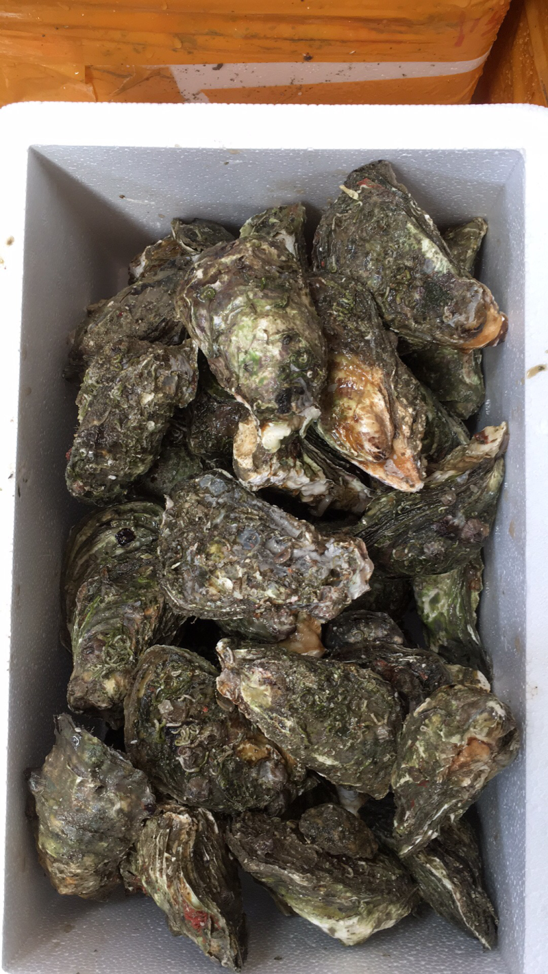 鲜活生蚝，家庭装，生蚝礼品装，深海生蚝，福建蚝量大从优