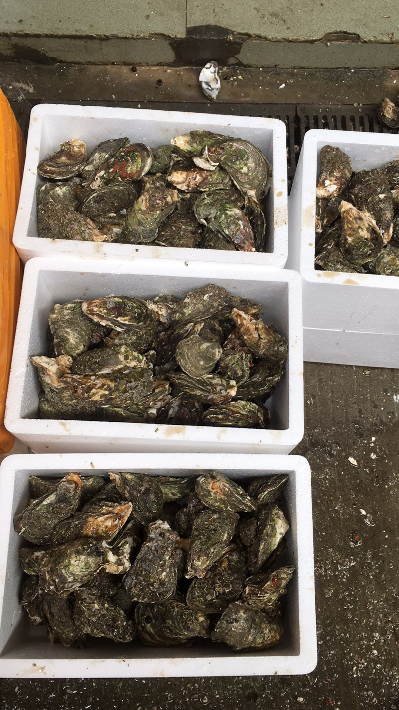 鲜活生蚝，家庭装，生蚝礼品装，深海生蚝，福建蚝量大从优