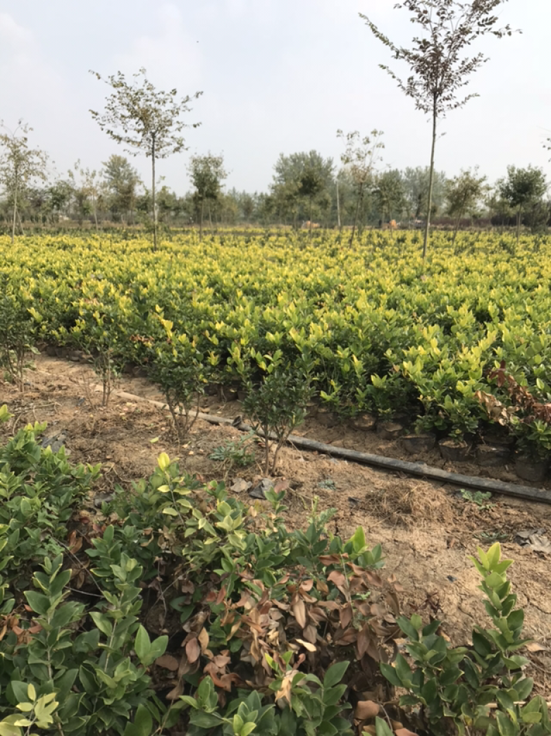 金森女贞规格齐全金森女贞杯苗基地直发提供发票报销