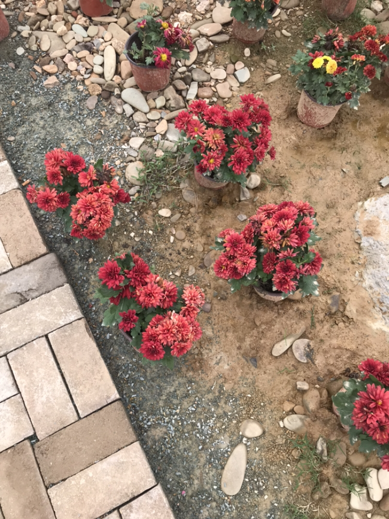 菊花盆栽处理