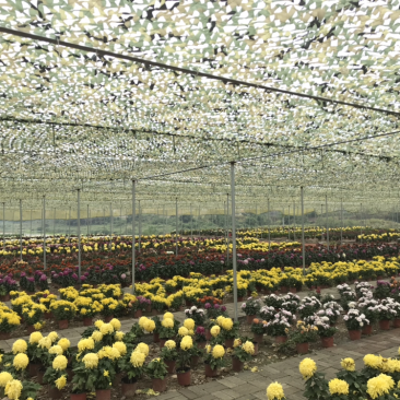 菊花盆栽处理