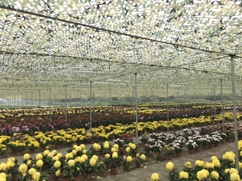 菊花盆栽处理