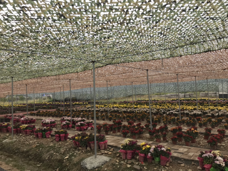菊花盆栽处理