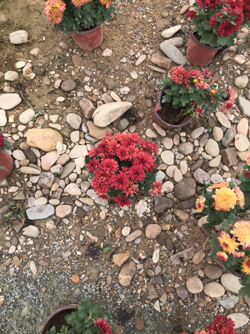 菊花盆栽处理