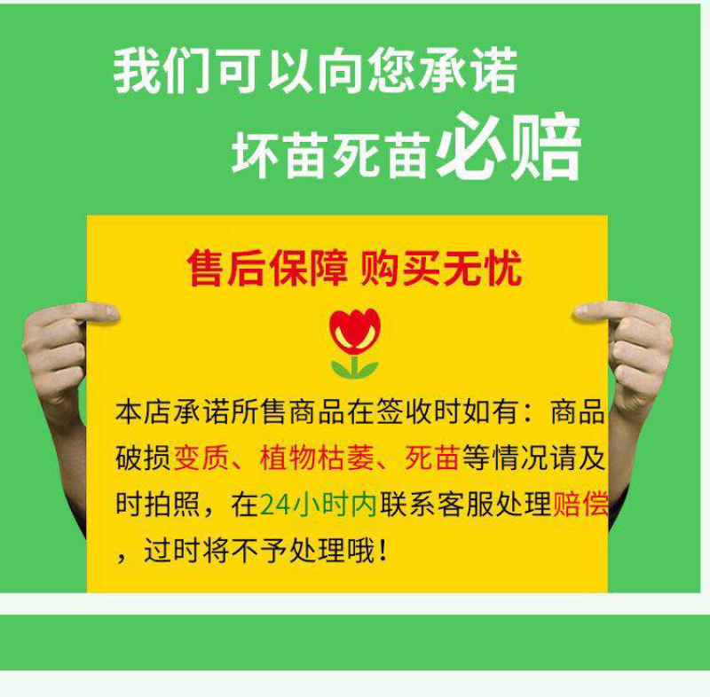 番石榴苗四季珍珠番石榴苗