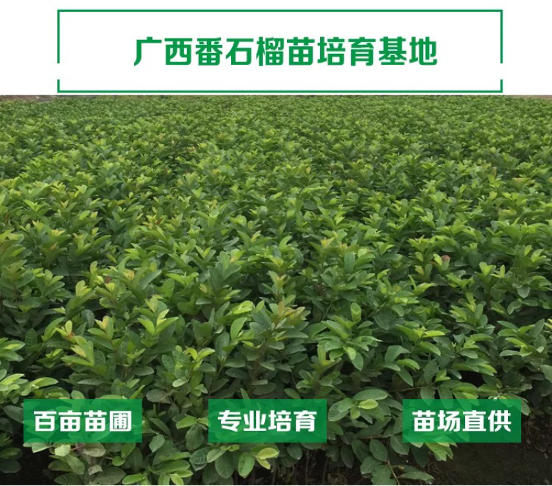 番石榴苗四季珍珠番石榴苗