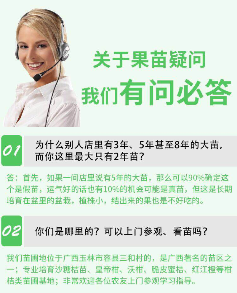 番石榴苗四季珍珠番石榴苗