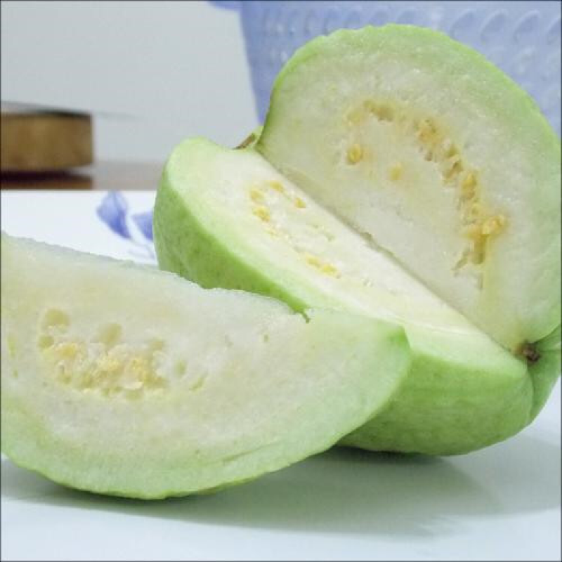 番石榴苗四季珍珠番石榴苗