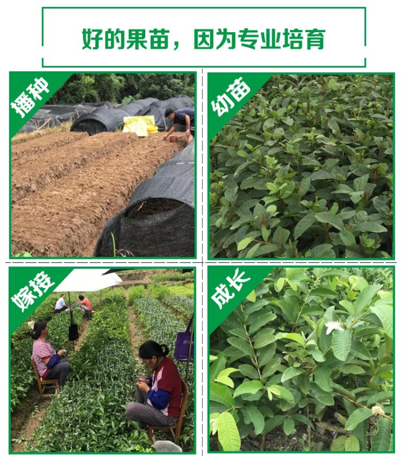 番石榴苗四季珍珠番石榴苗