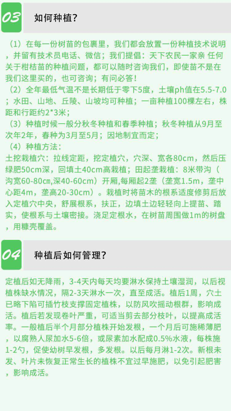 番石榴苗四季珍珠番石榴苗