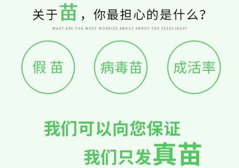 番石榴苗四季珍珠番石榴苗
