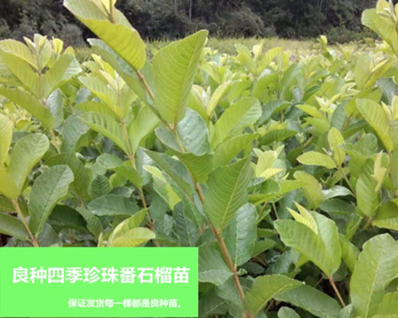 番石榴苗四季珍珠番石榴苗
