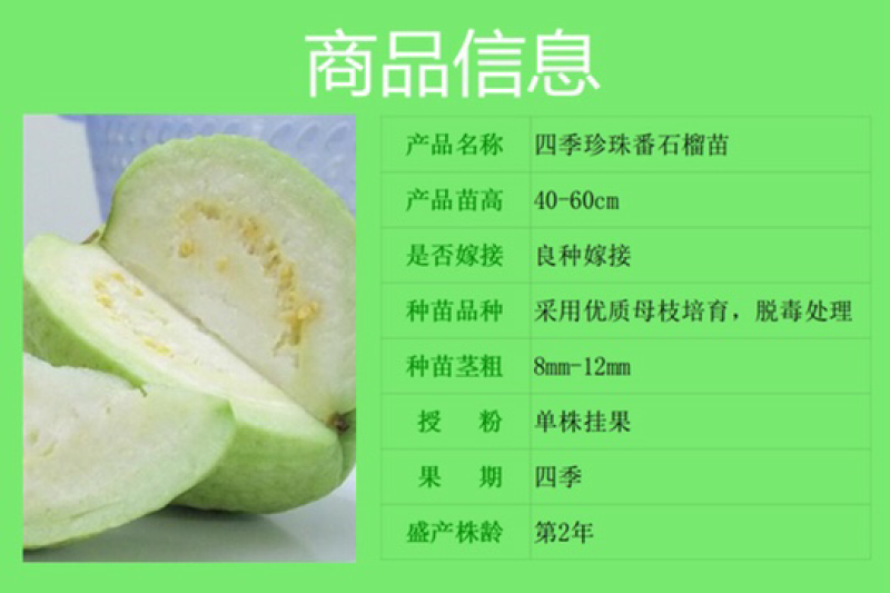 番石榴苗四季珍珠番石榴苗