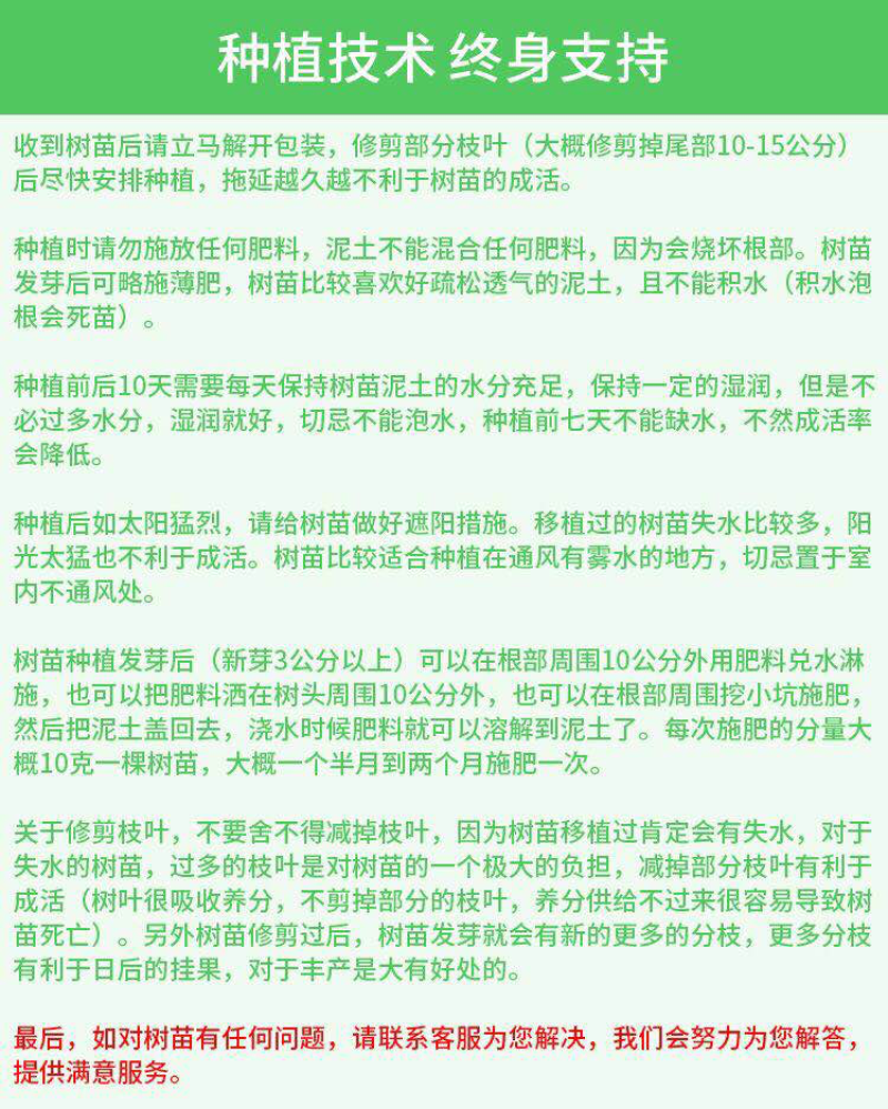 番石榴苗四季珍珠番石榴苗