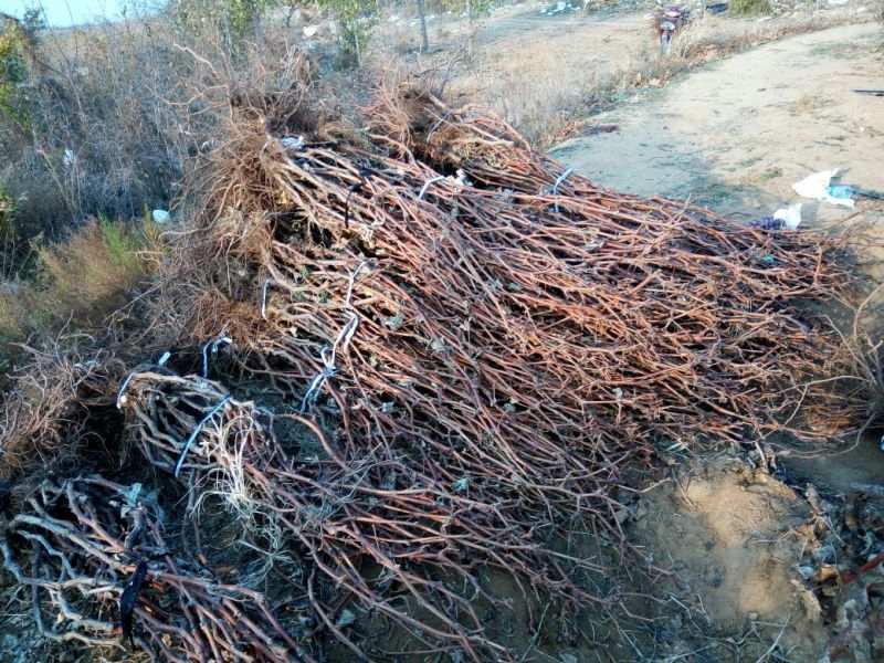 巨峰葡萄苗3年80~110cm