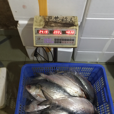 鲥鱼，每天到货500-1000斤。欢迎各大采购下单，