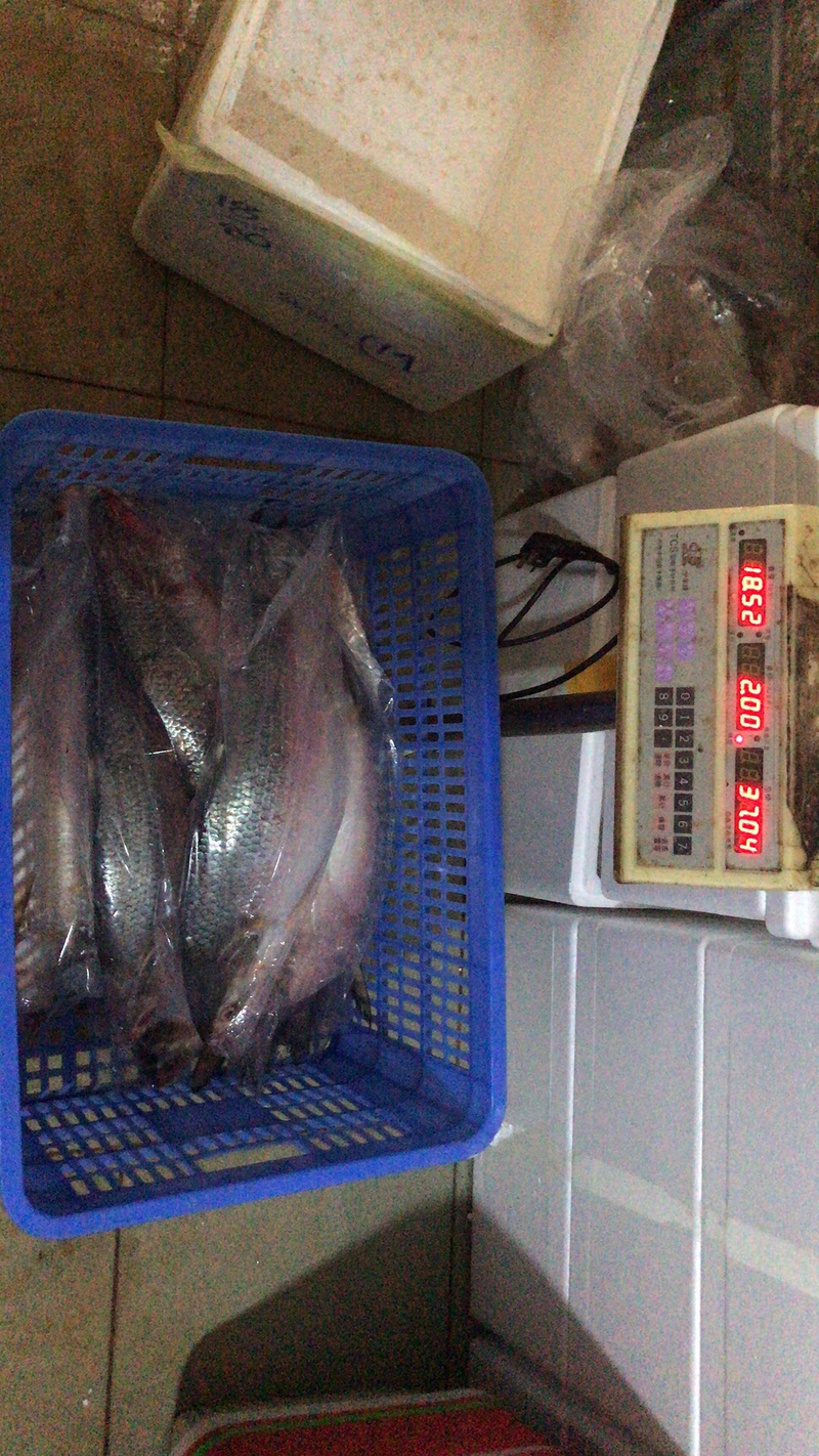 鲥鱼，每天到货500-1000斤。欢迎各大采购下单，