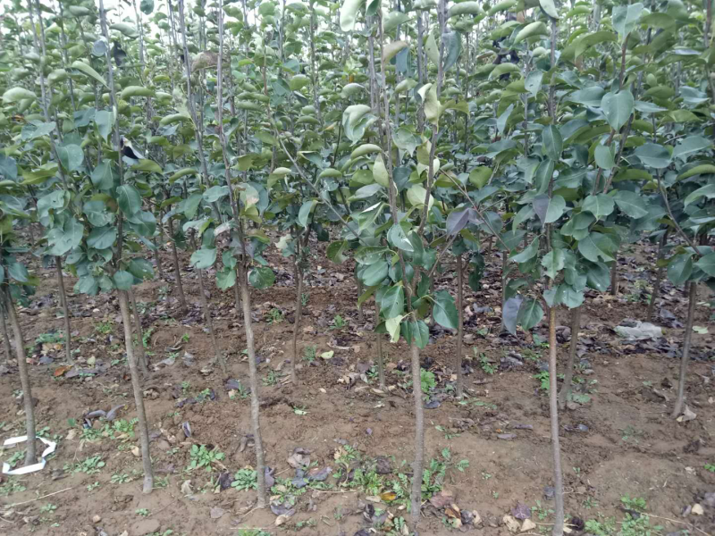 河北君林苗木种植基地2-5公分黄金、黄冠梨树