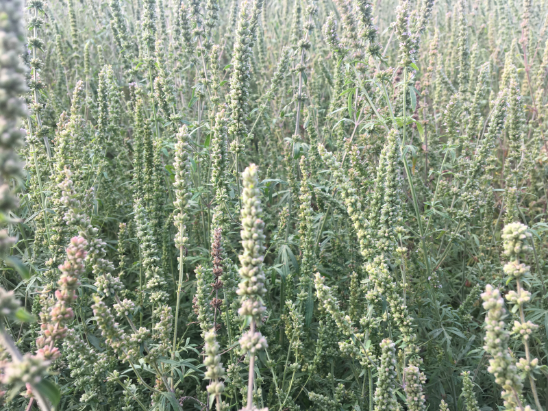 荆芥穗精品新货高含量芥穗
