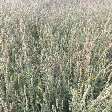 荆芥穗精品新货高含量芥穗