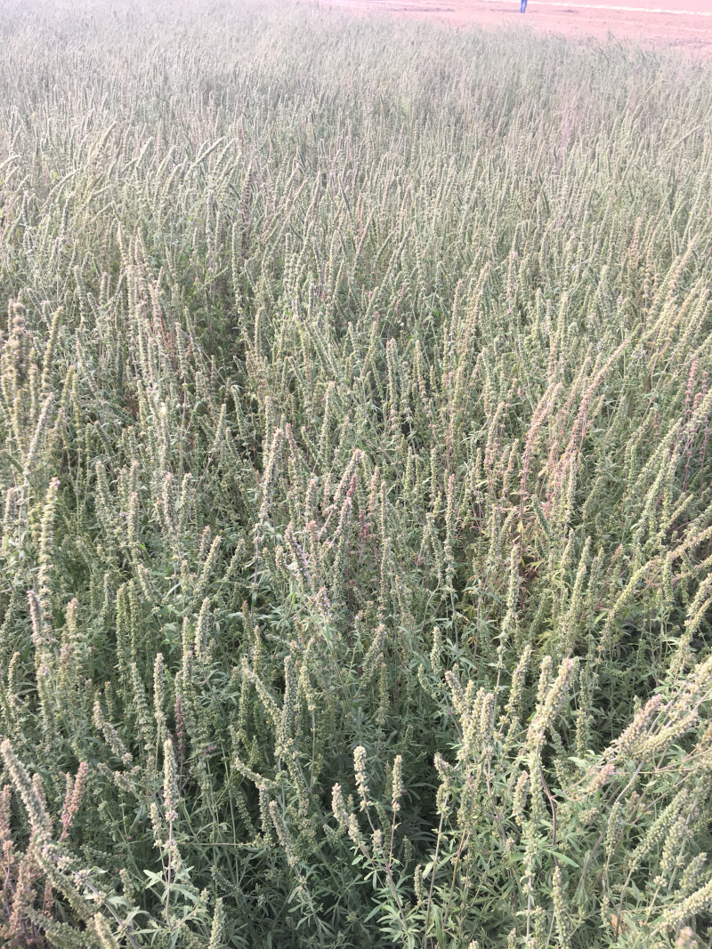 荆芥穗精品新货高含量芥穗