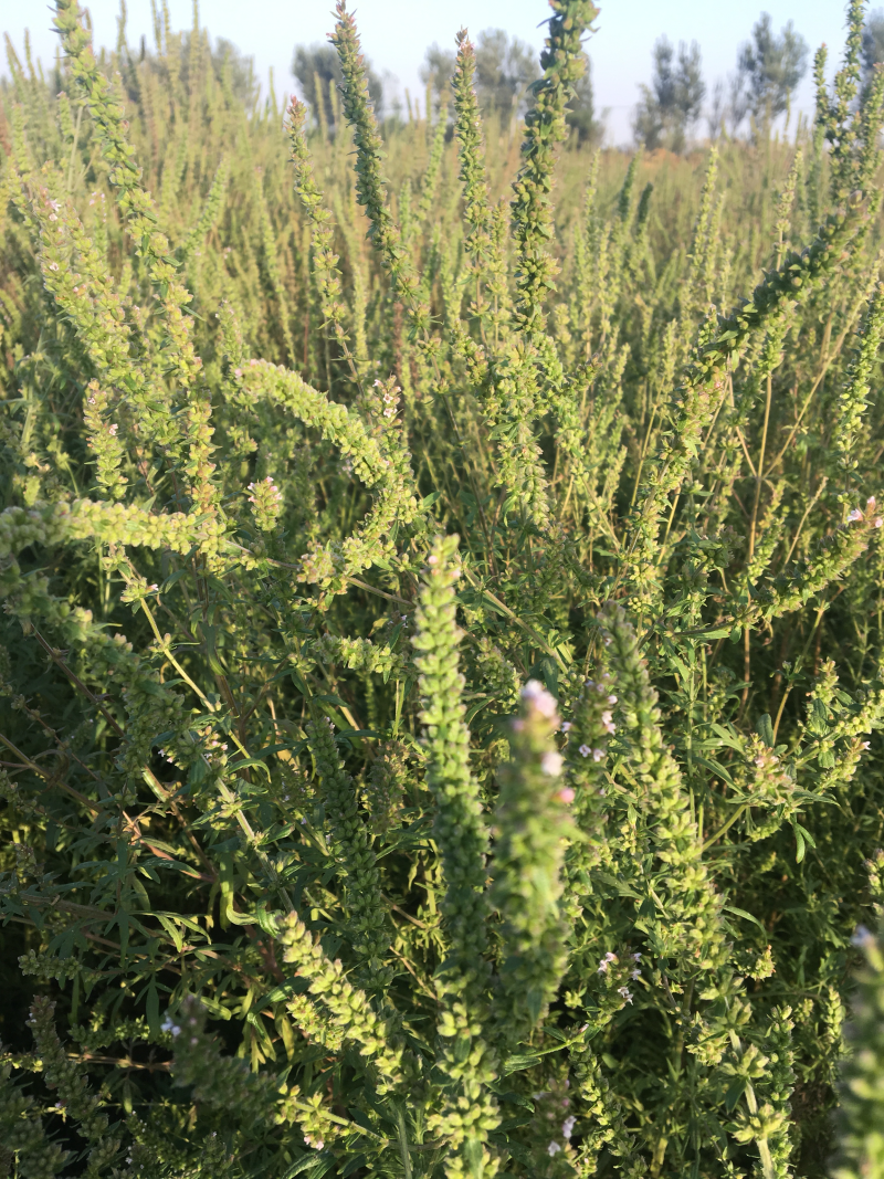 荆芥穗精品新货高含量芥穗
