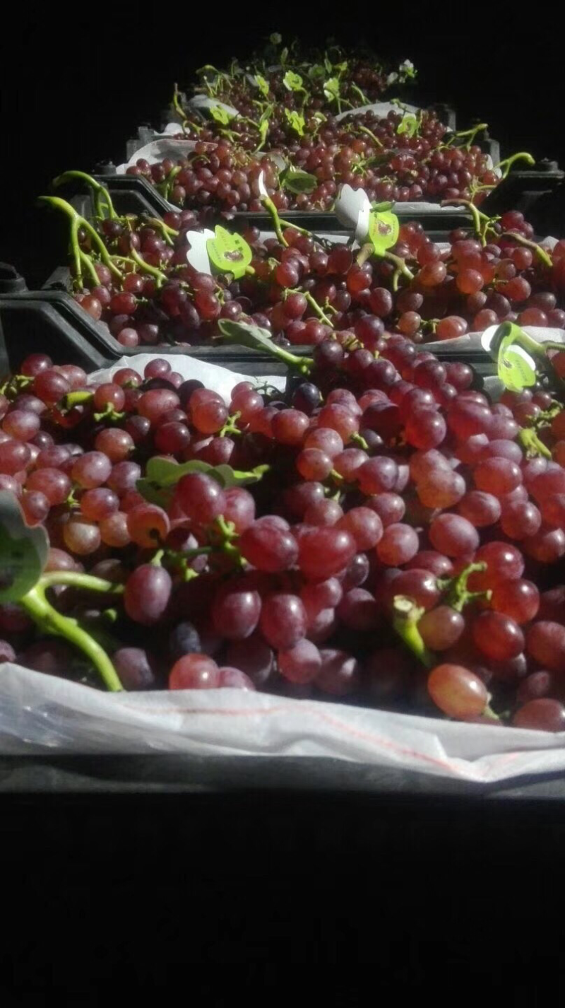 无核红宝石葡萄🍇