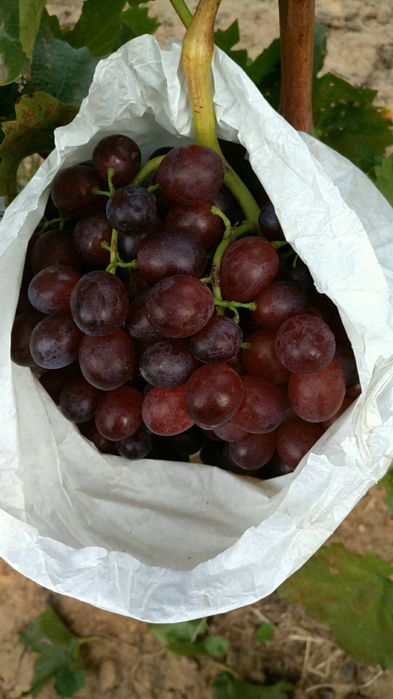 无核红宝石葡萄🍇