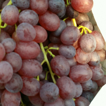 无核红宝石葡萄🍇