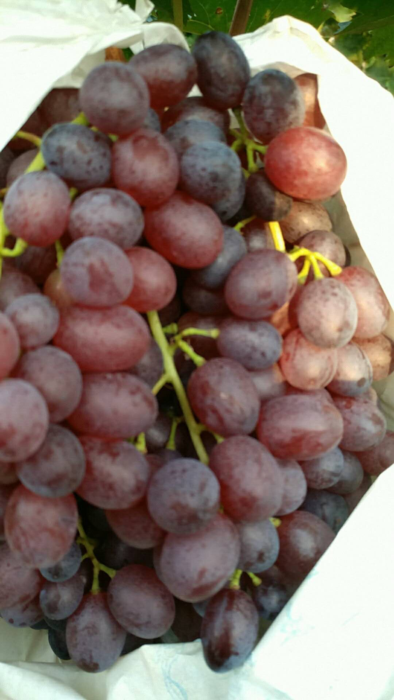 无核红宝石葡萄🍇