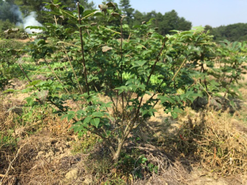 吴茱萸中花枝条