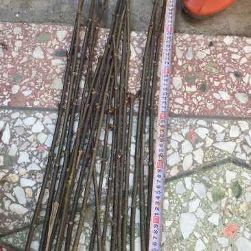吴茱萸中花枝条