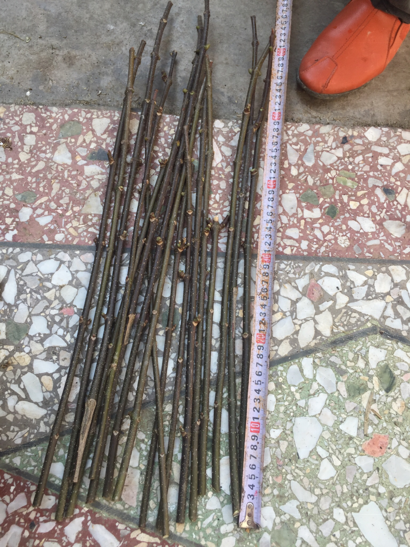 吴茱萸中花枝条
