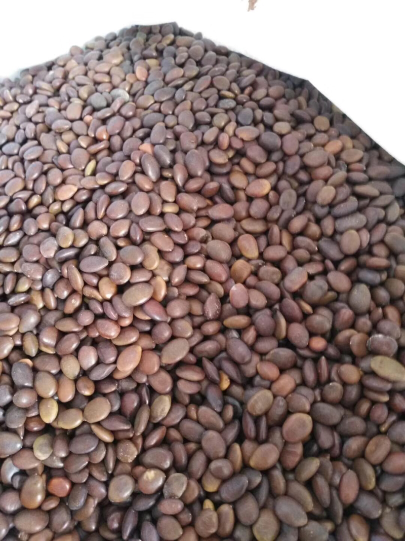 水蜡！皂角！桃红种子