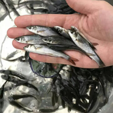 银鳕鱼苗、全国发货、质量保证