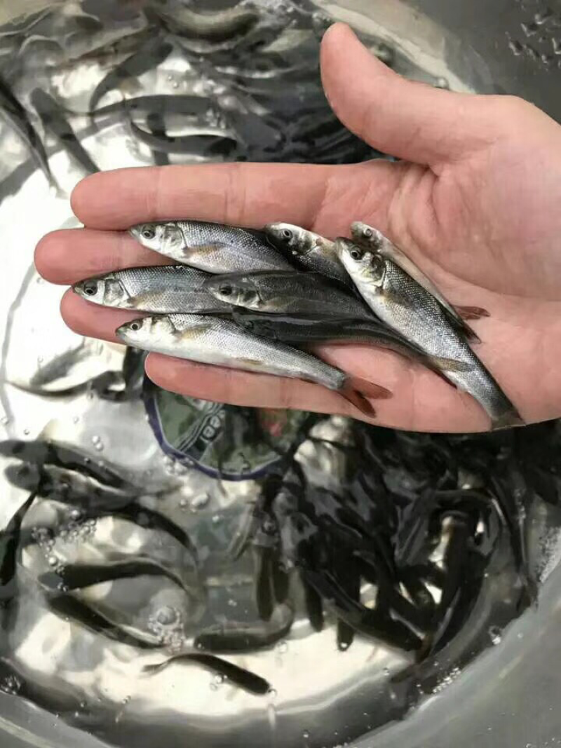 银鳕鱼苗、全国发货、质量保证