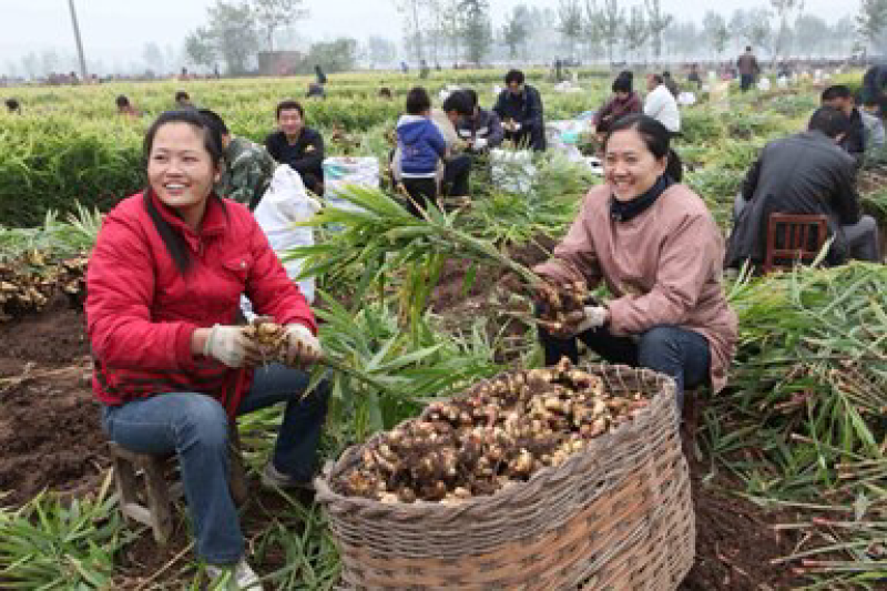 省级示范区直销，一手货源，无中间商赚差价